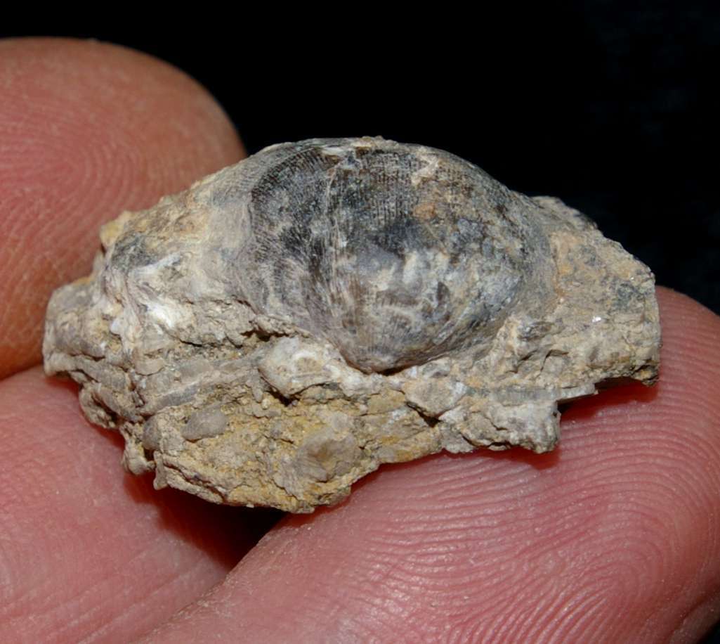  Carboniferous Visean brachiopods 