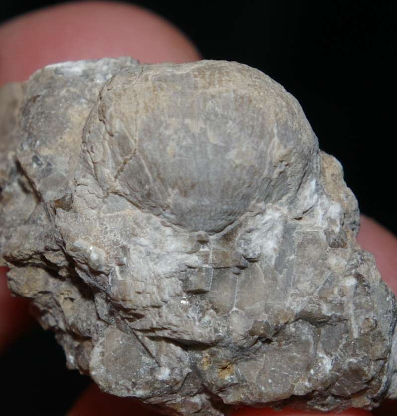  Antiquatonia sp. 