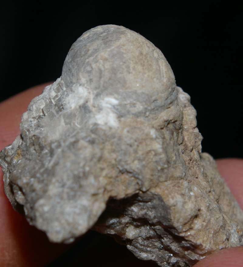  Carboniferous Visean brachiopods 
