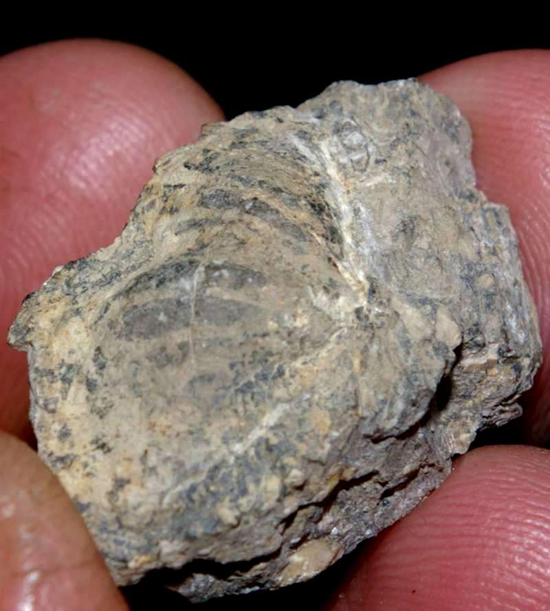  Carboniferous Spirifer 