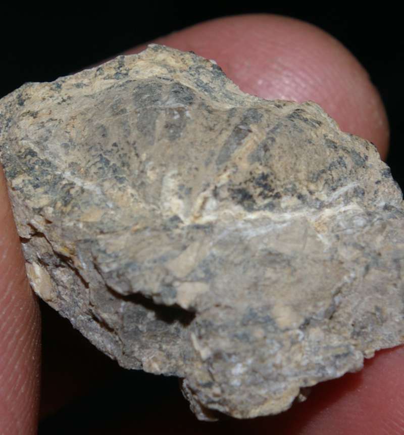  Carboniferous Spirifer 