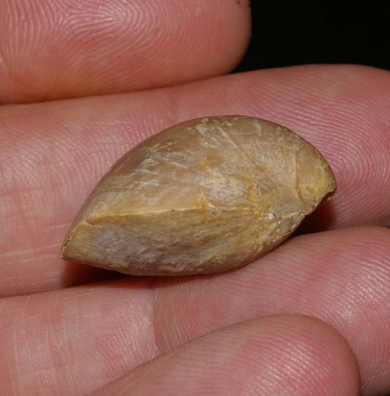  Jurassic Callovian fossil brachiopods 