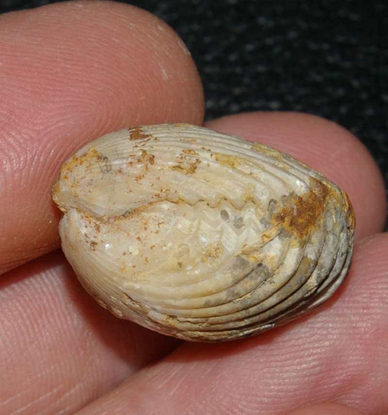  Jurassic Callovian fossil brachiopod 