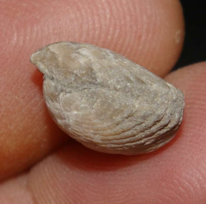  Cretaceous, Cenamonian fossil brachiopods 
