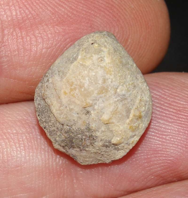  Cretaceous, Cenamonian fossil brachiopod 