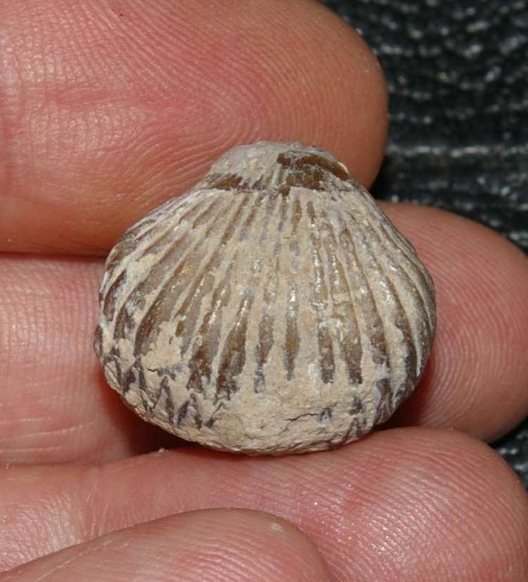 Cyclothyris globata 