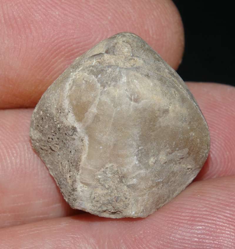 Loriolithyris russillensis 