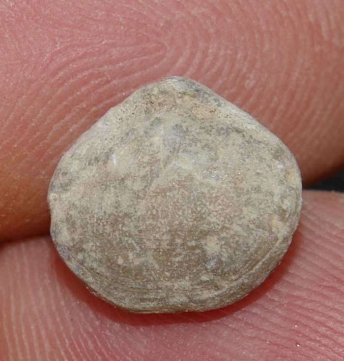 Modestella geinitzi 