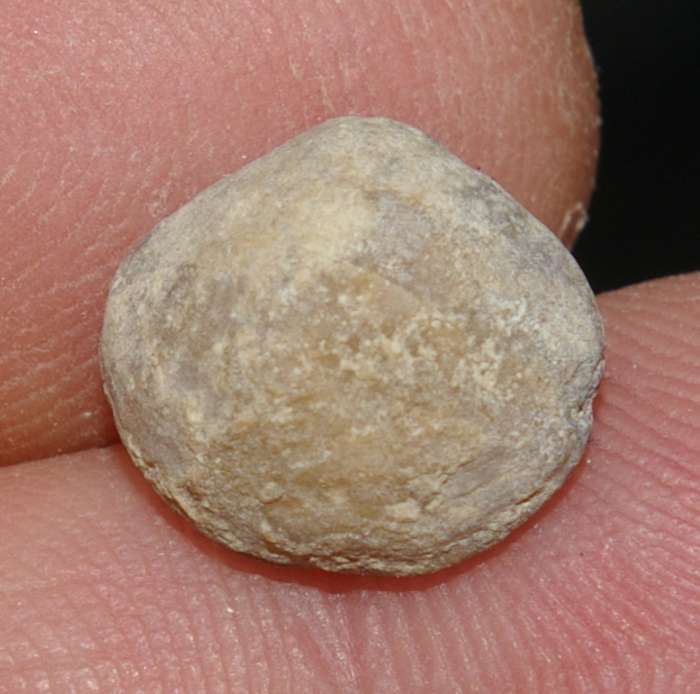  Cretaceous, Cenamonian fossil brachiopod 