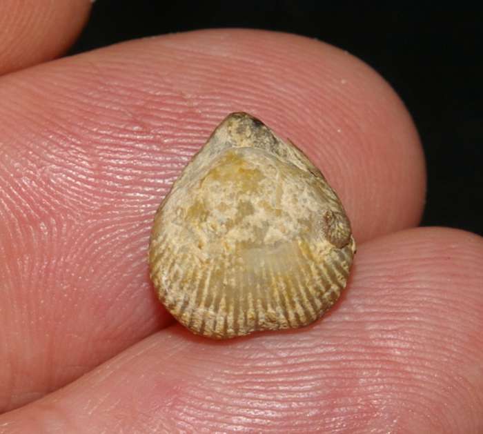  Cretaceous, Cenamonian fossil brachiopod 