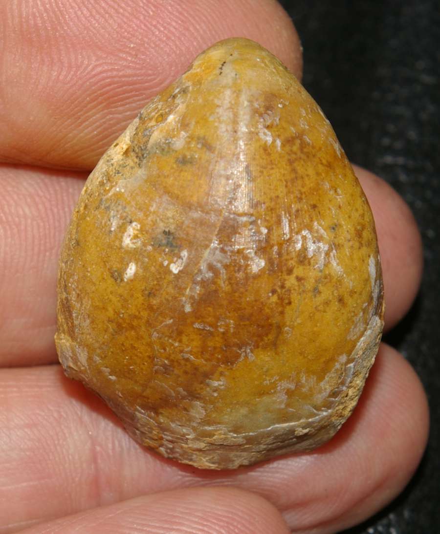 Terebratula 