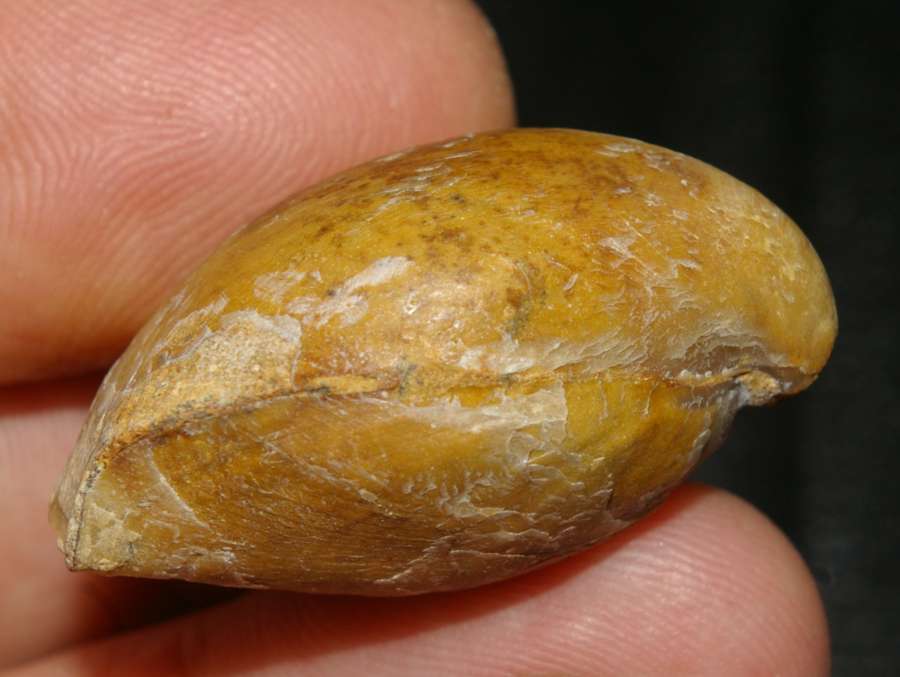  Jurassic, Callovian fossil brachiopod 