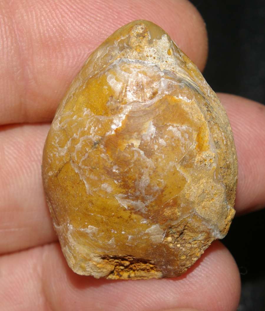 Terebratula 