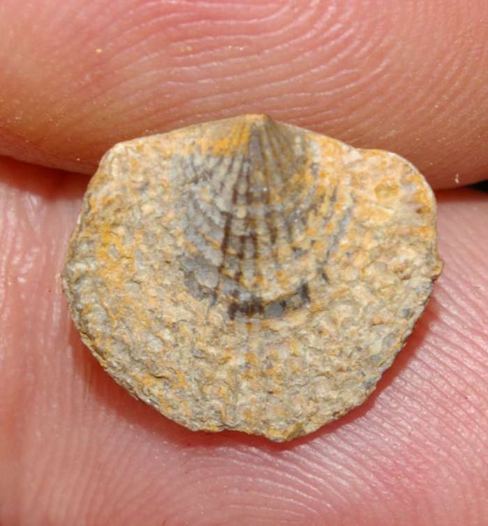 Spinatrypa aspera.jpg