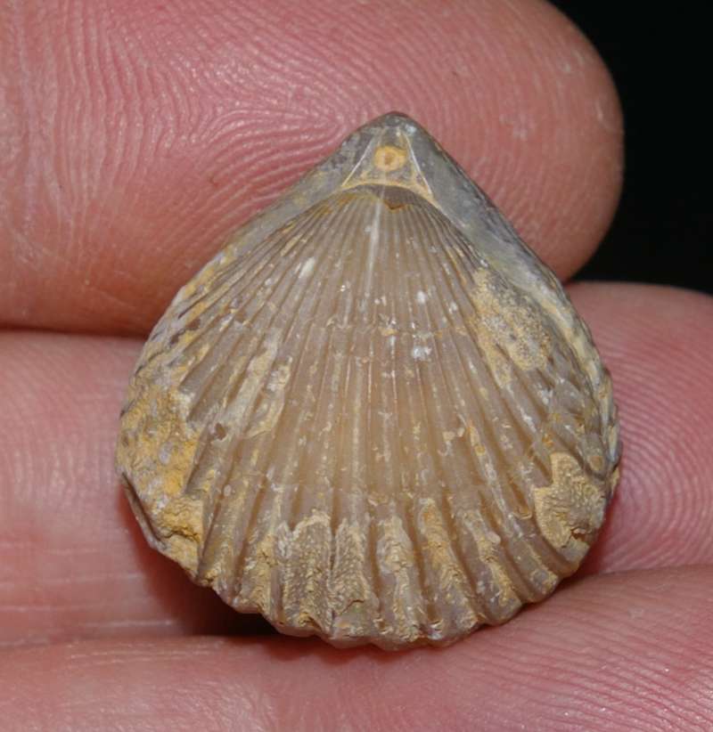 Kallirhynchia multicostata   
