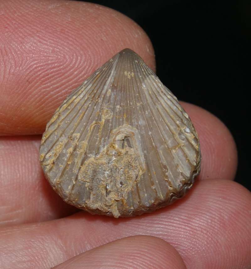  Jurassic Bathonian fossil brachiopod 