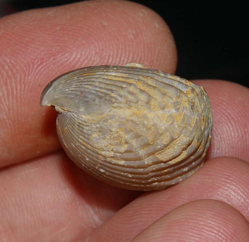 Bathonian fossil brachiopod 