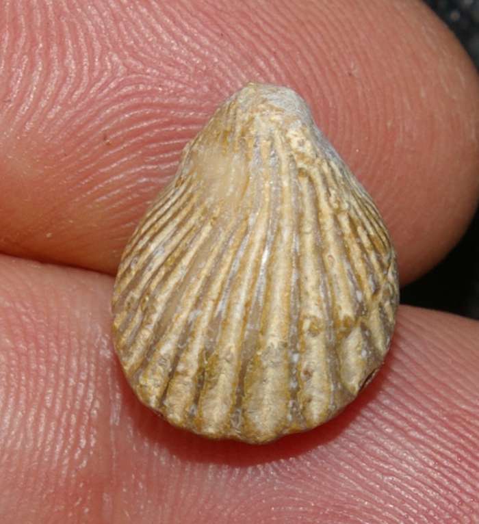 Eudesia cardium (Lamarck).   