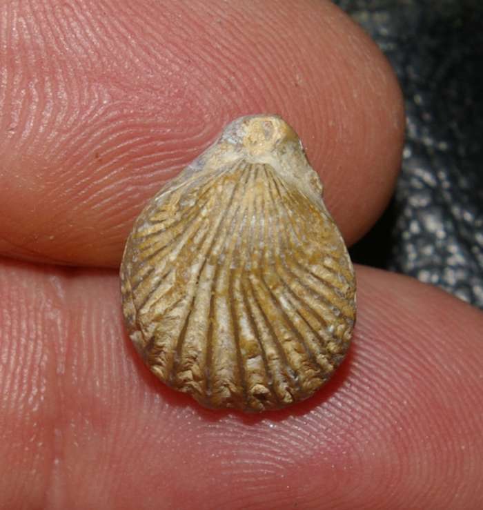  Jurassic Bathonian fossil brachiopod 