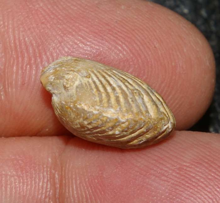 Eudesia cardium (Lamarck). 