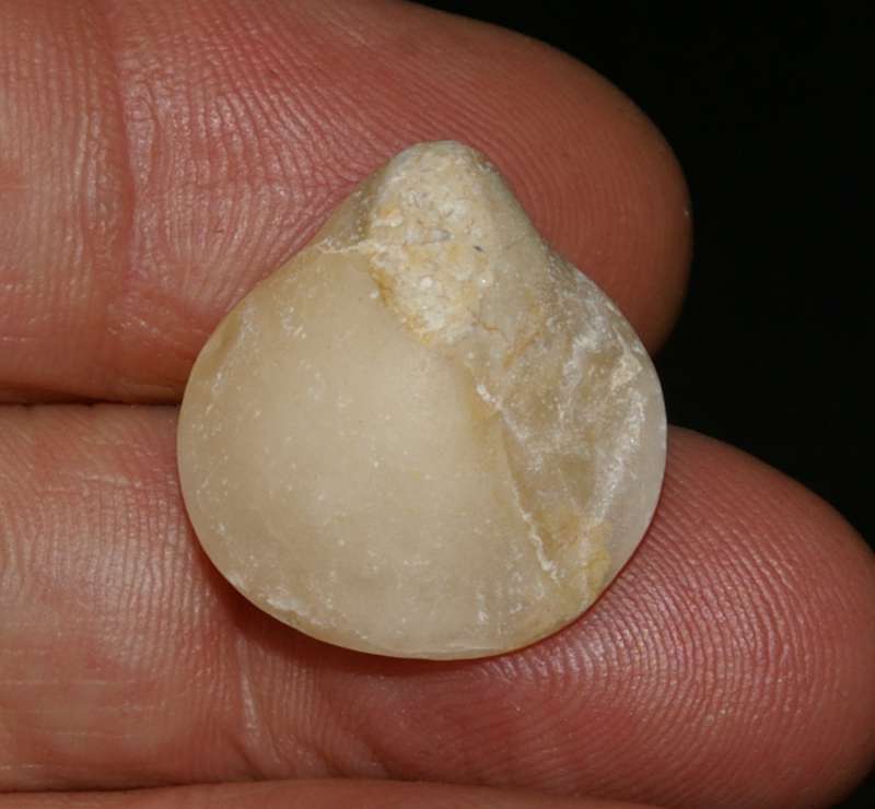Monsardithyris ventricosa  