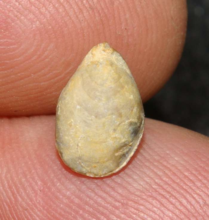 Lobothyris punctata   