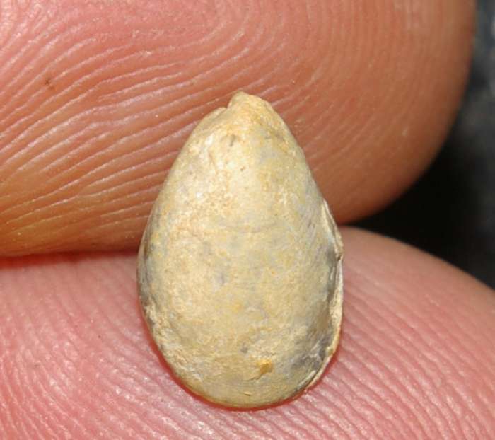 Jurassic Bathonian fossil brachiopod 