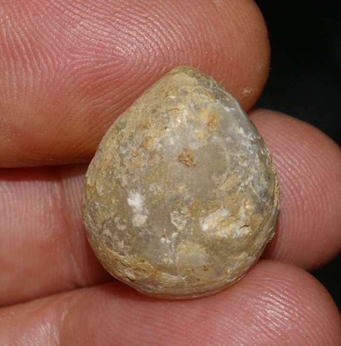 Coenothyris vulgaris   