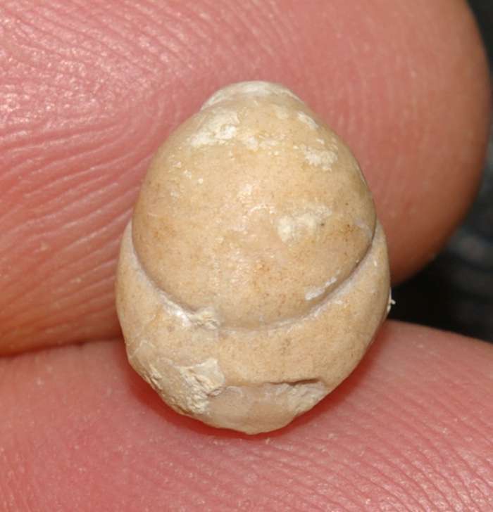 Terebratula ornatissima   