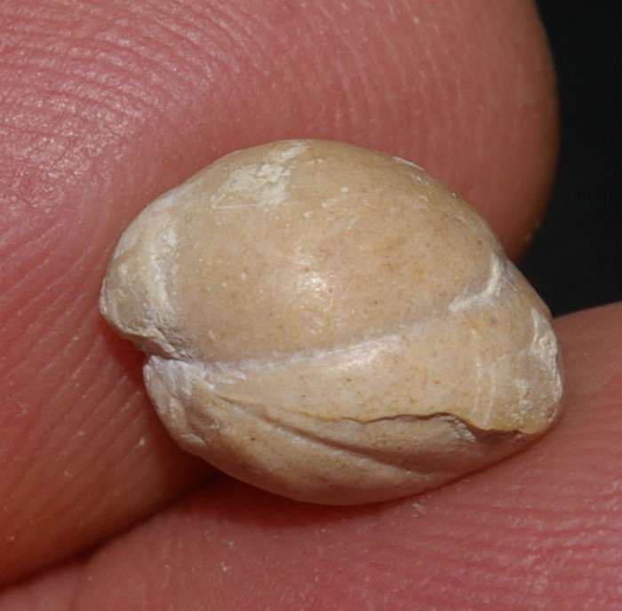  Jurassic, Oxfordian fossil brachiopod 