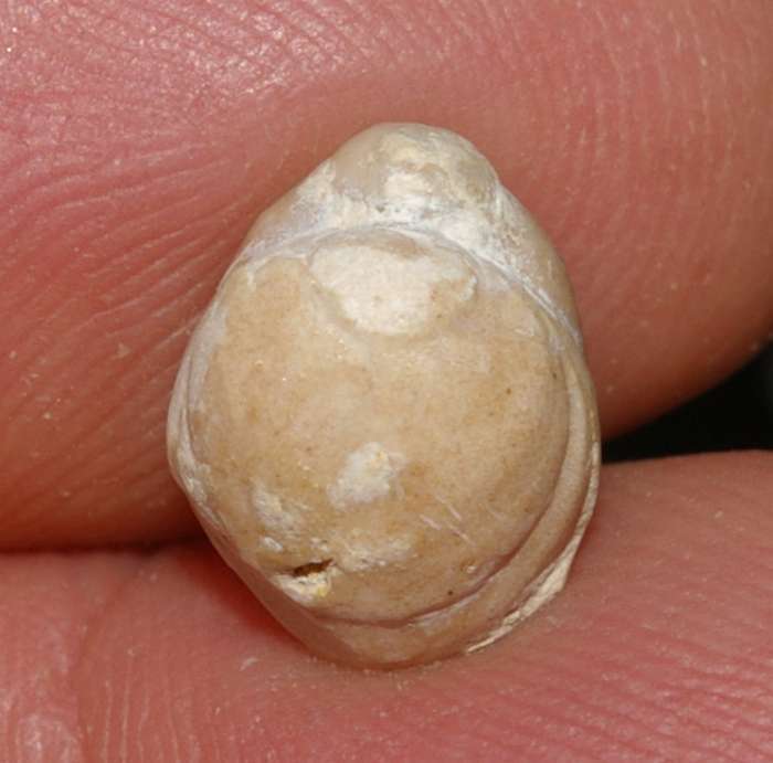 Jurassic, Oxfordian fossil brachiopod 