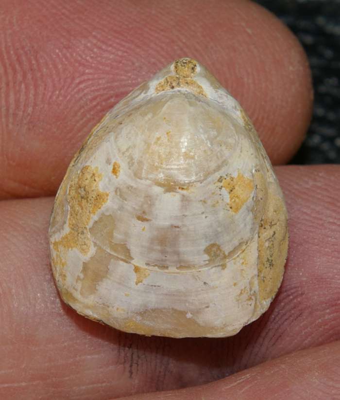 Caryona versiplicata   