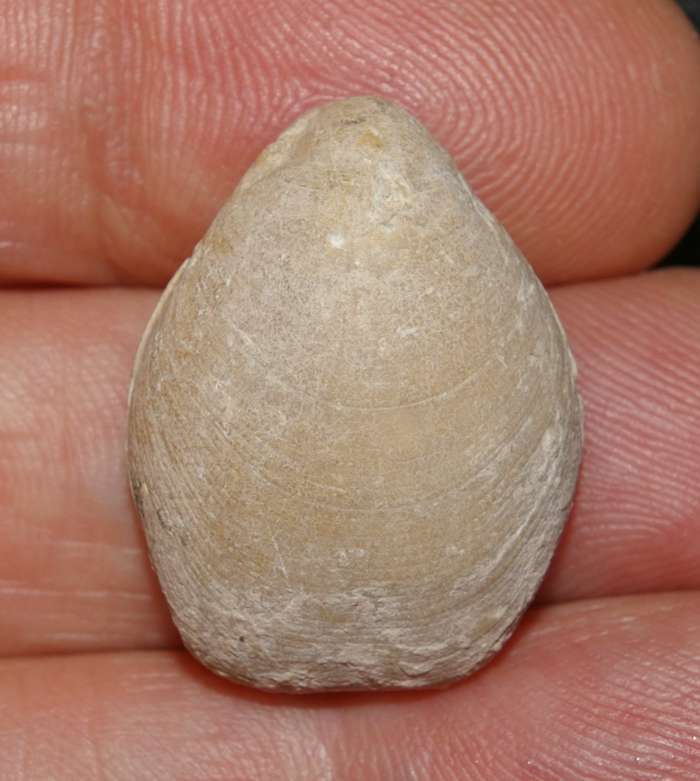 Zeilleria gradata   
