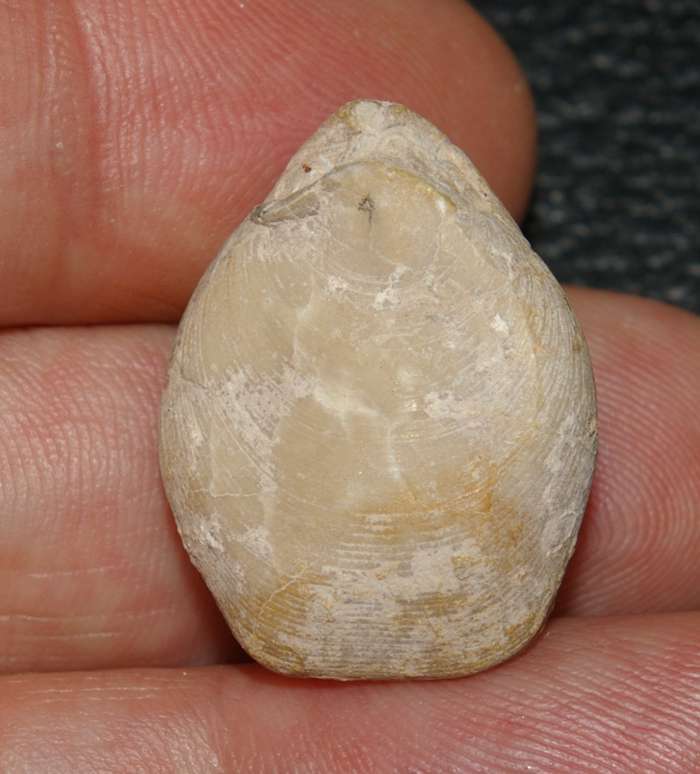  Jurassic, Oxfordian fossil brachiopod 