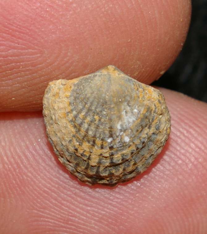 Spinatrypa asperoides