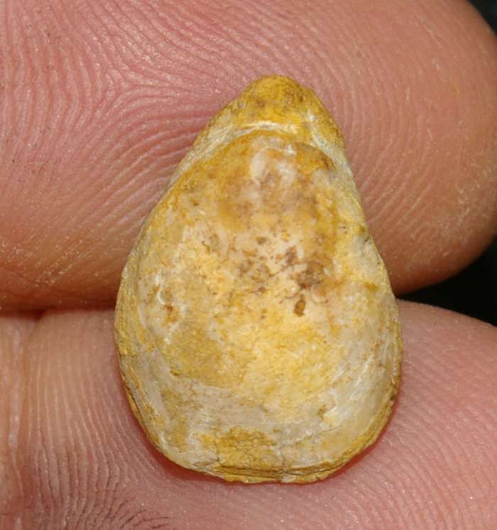  Jurassic, Oxfordian fossil brachiopod 