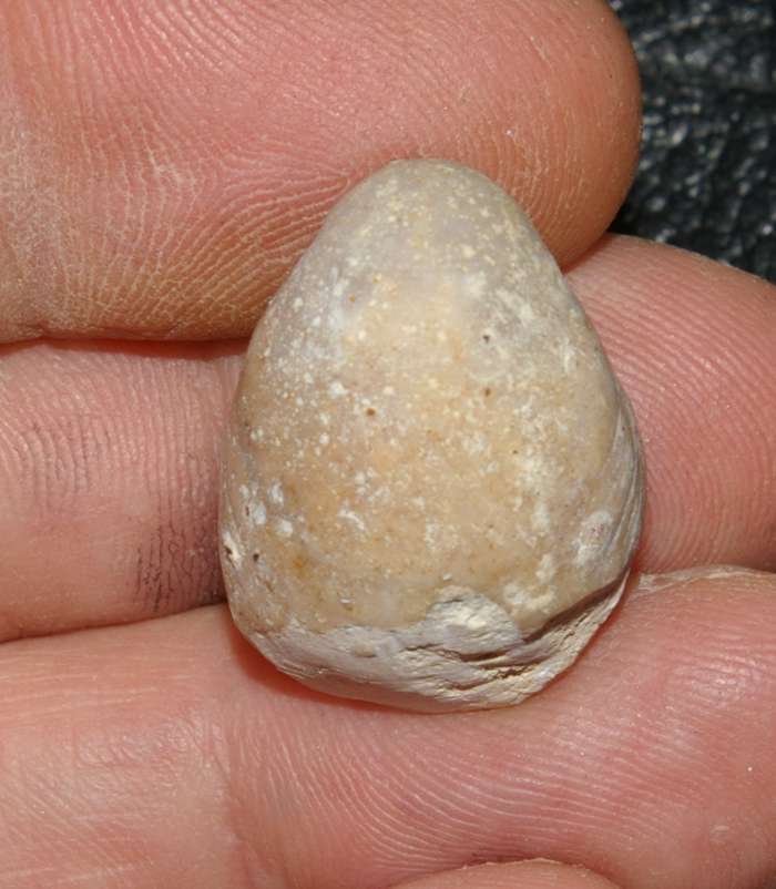 Pachythyris arduennensis 
