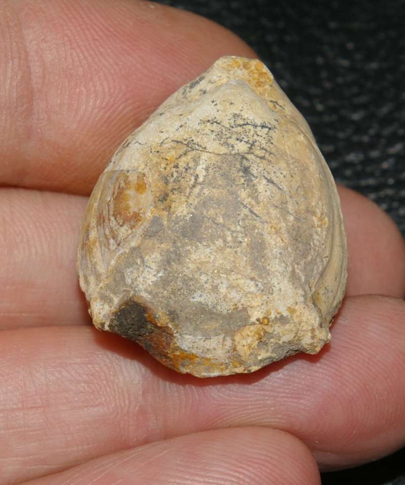  Jurassic, Oxfordian fossil brachiopod 