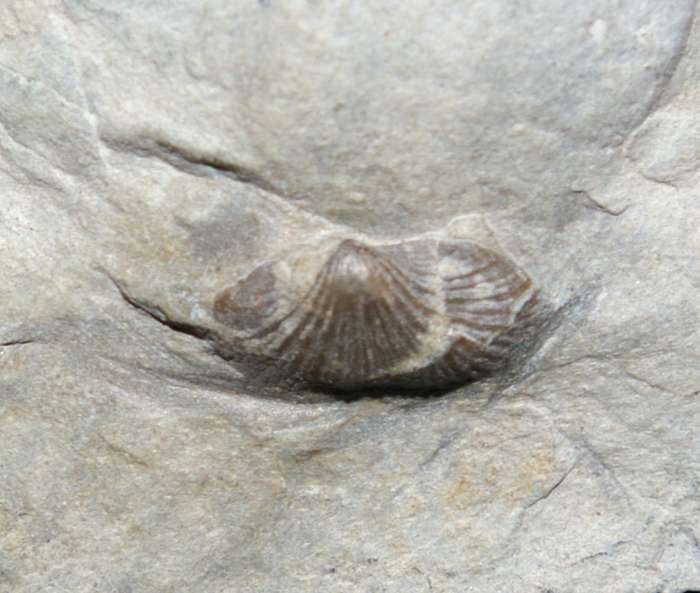  Devonian fossil brachiopod 