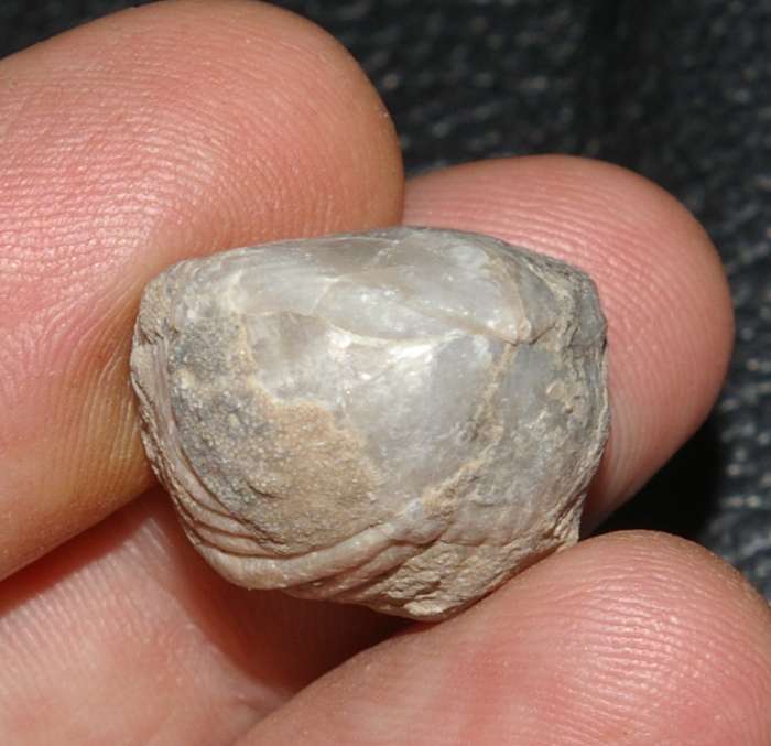 Devonian fossil brachiopod   