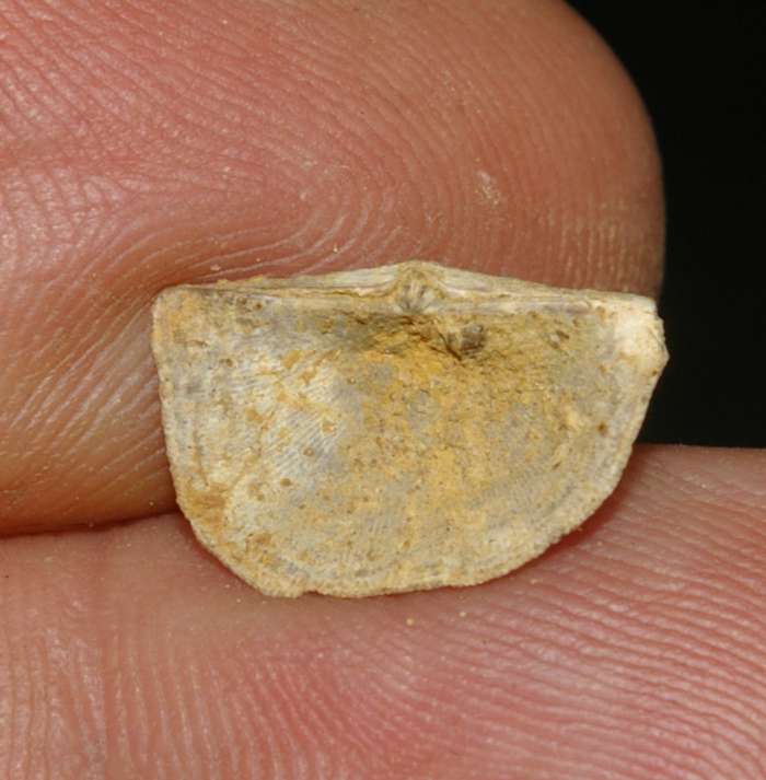  Mississippian fossil brachiopod 
