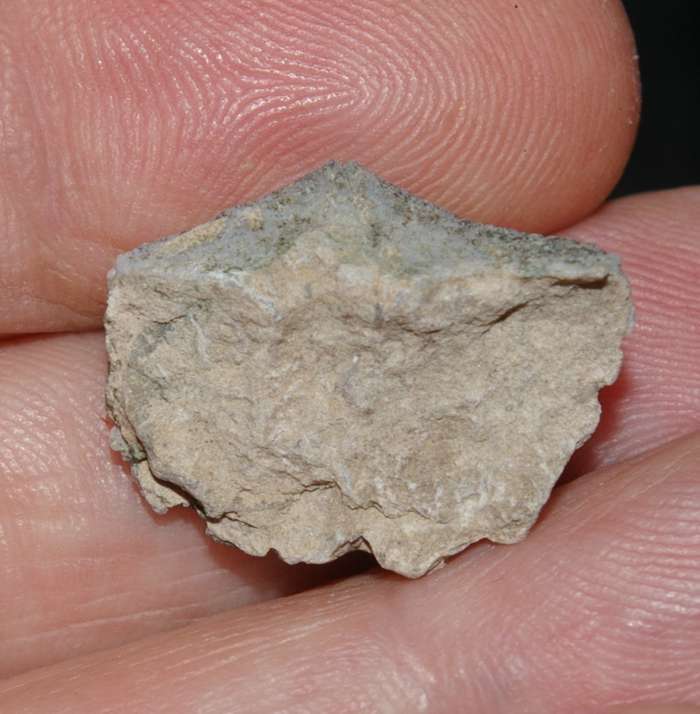  Devonian fossil brachiopod 