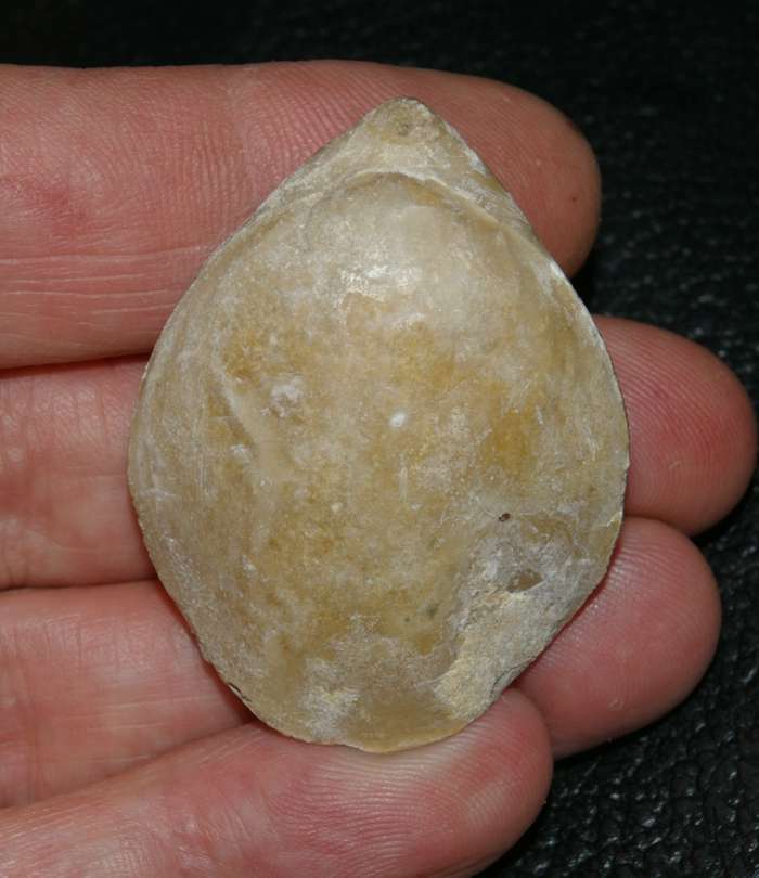 Dorsoplicathyris lineatula   