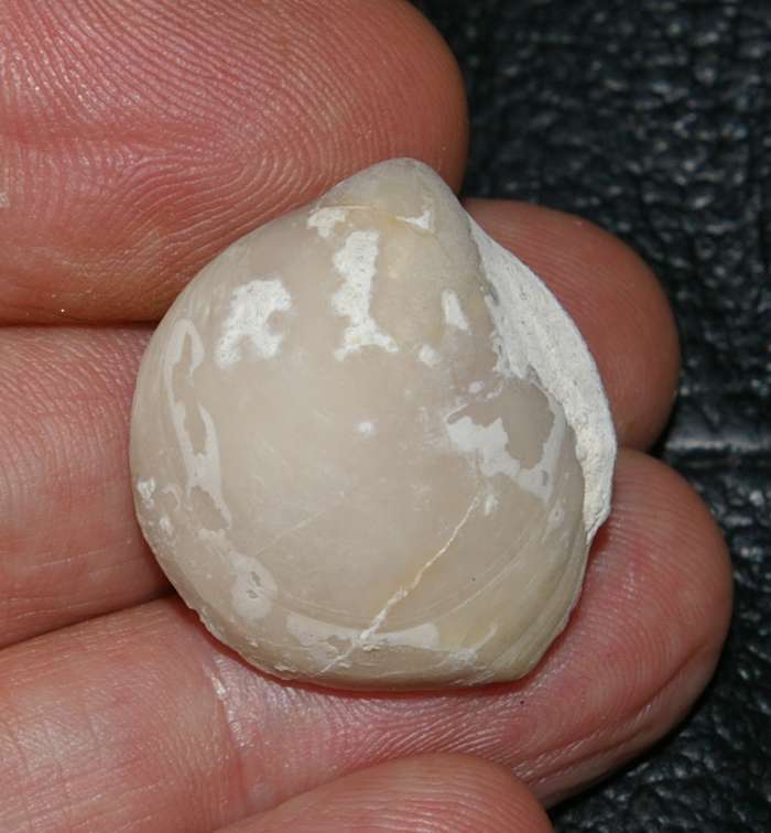 Terebratula carnea   