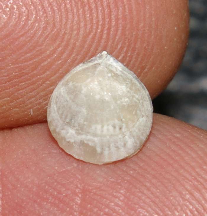 Grasirhynchia martini   