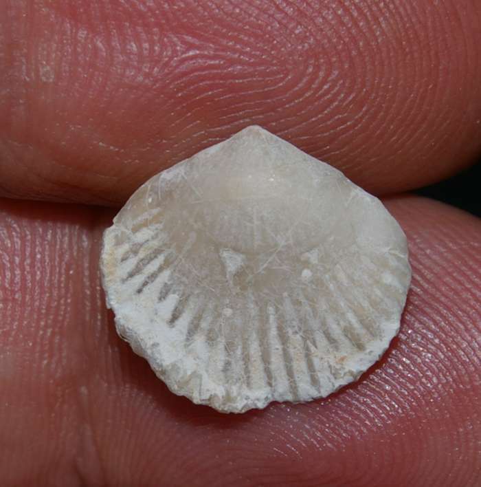 Rhynchonella cuvieri   
