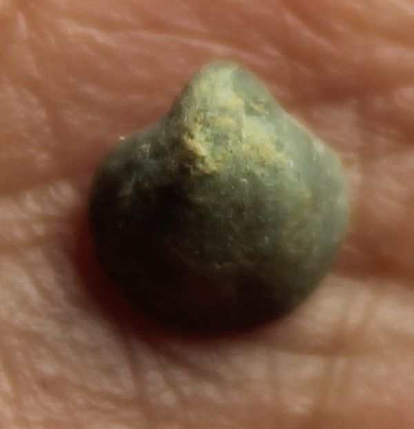 Crurithyris expansa   