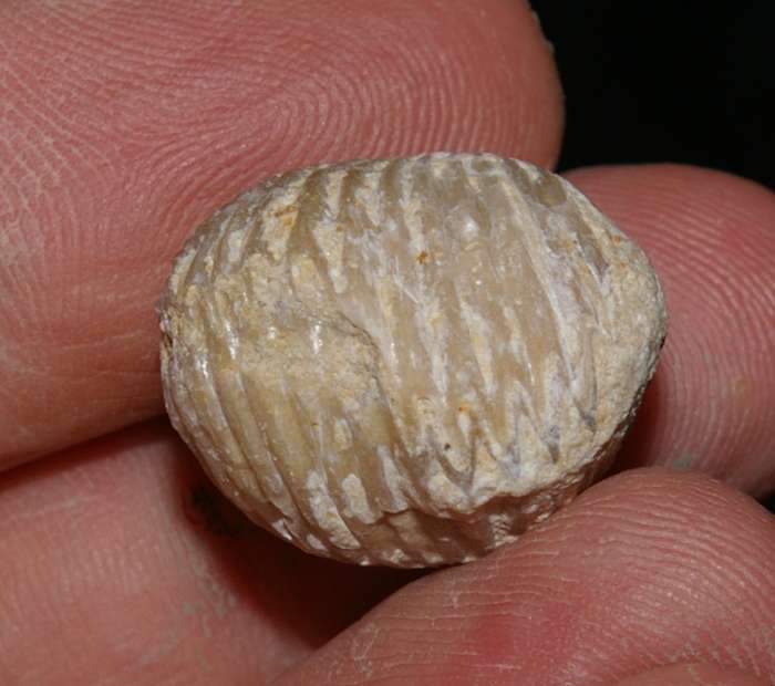 Septaliphoria astieriana   