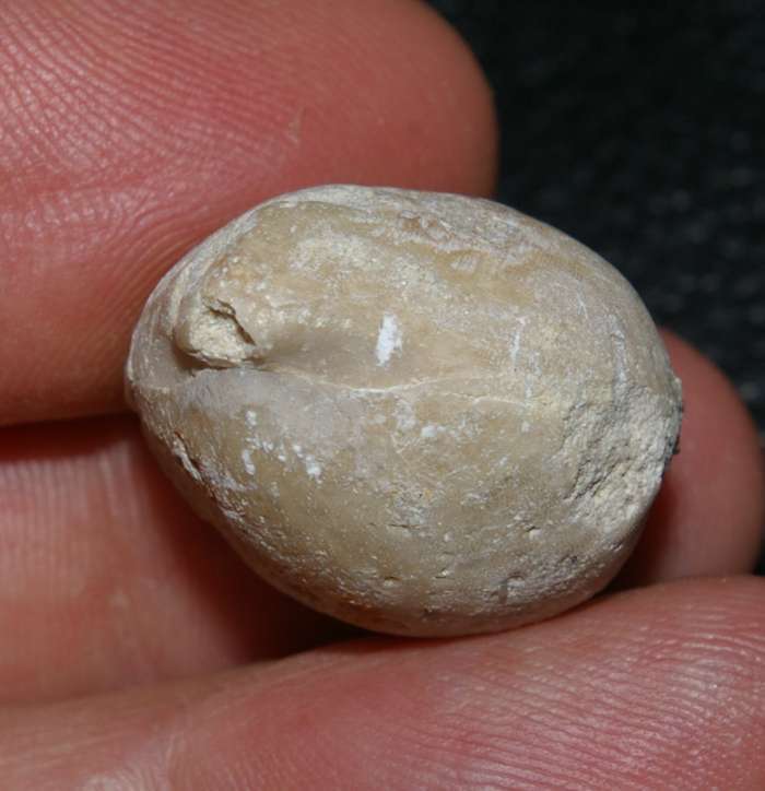 Zeilleria bucculenta   