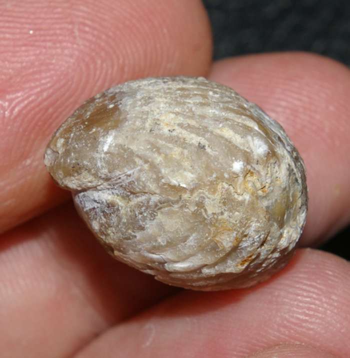 Rchynchonella sp.   